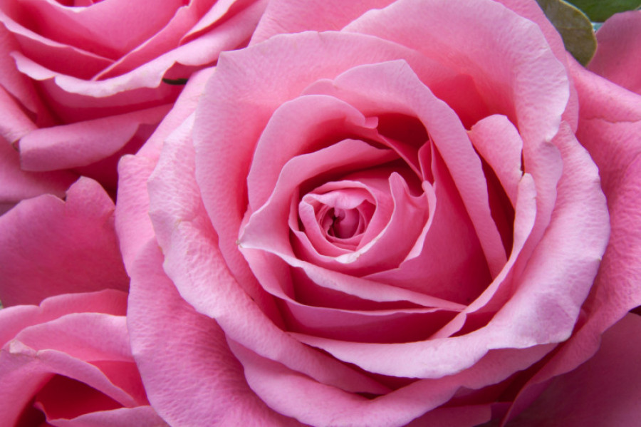 Rosa pexels pixabay 65619 31807