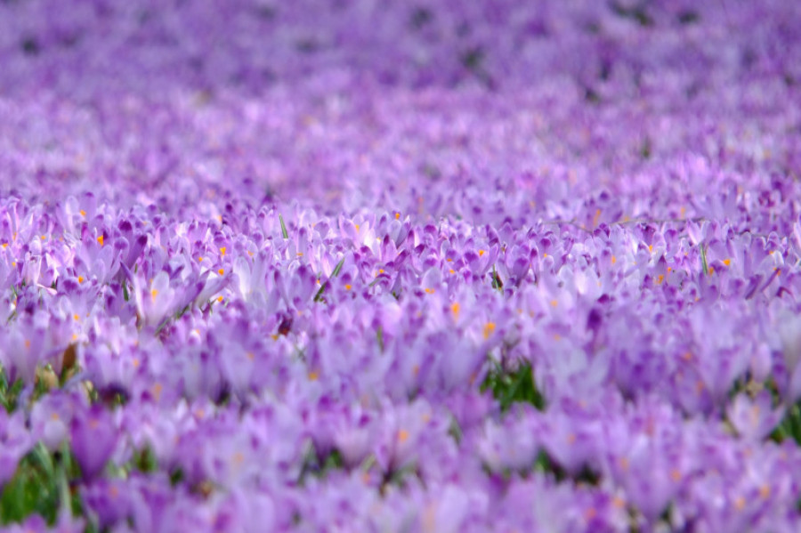 Pexels pixabay 45180 violeta bow2021 28488