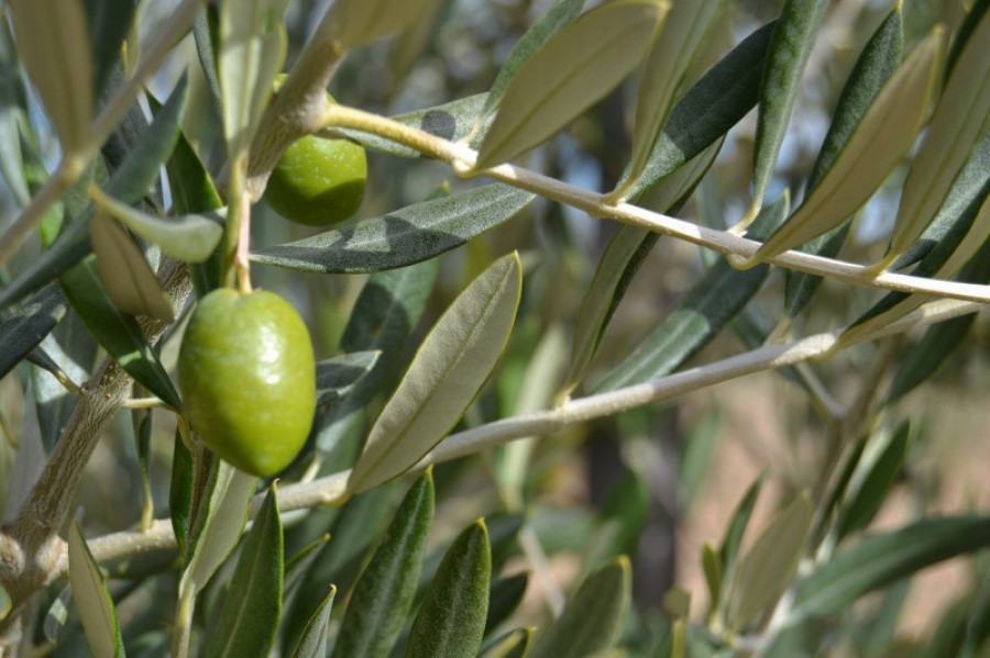 Olivos mas ainia 956 20305