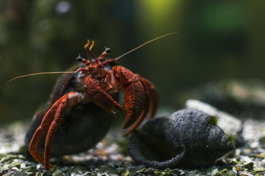 Crustaceos 930 18967