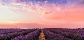 Lavanda campos pexels david bartus 1166209