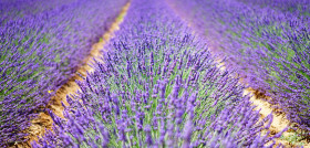 CAMPO LAVANDA pexels pixabay 139396