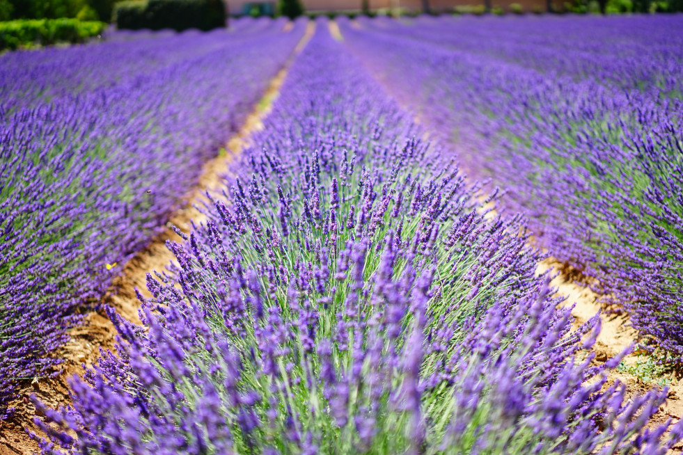 CAMPO LAVANDA pexels pixabay 139396