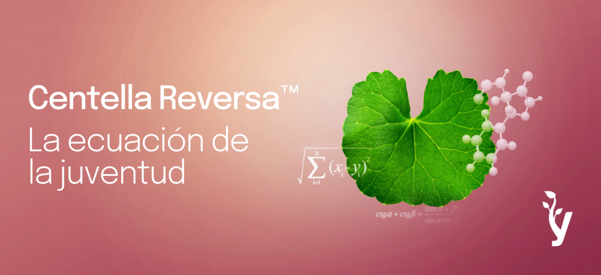 3  Centella Reversa