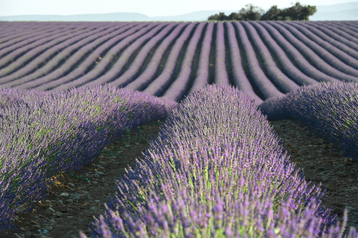 Lavende 