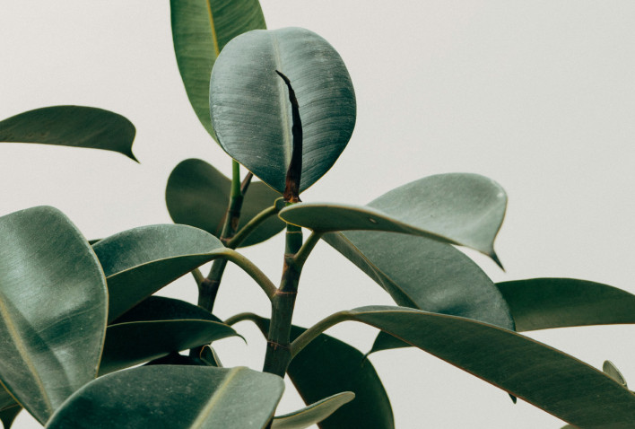 Green leaves